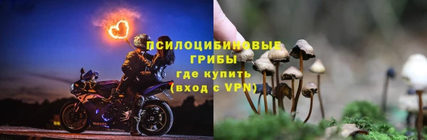 прущие грибы Нефтекумск